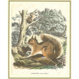 scoiattolo--litografia-originale-depoca