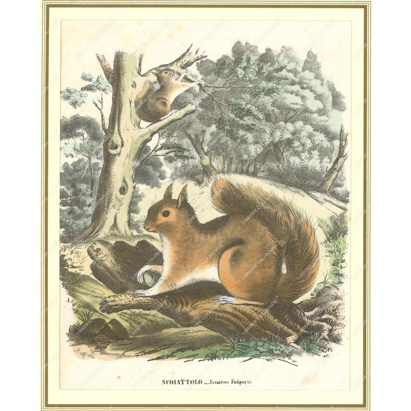 scoiattolo--litografia-originale-depoca