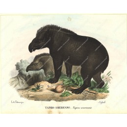 tapiro--litografia-originale-depoca