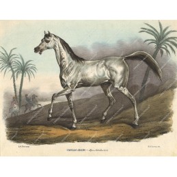 cavallo-arabo--litografia-originale-depoca