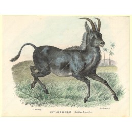 antilope-azzurra--litografia-originale-depoca