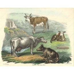 vacca--litografia-originale-depoca