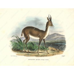 antilope-araba