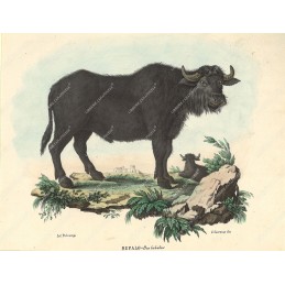 bufalo--litografia-originale-depoca