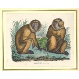 macaco-magot--litografia-originale-depoca