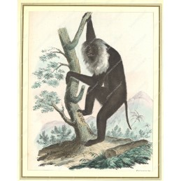 macaco-manderu--litografia-originale-depoca