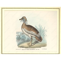 gallo-dindia-selvatico--litografia-originale-depoca