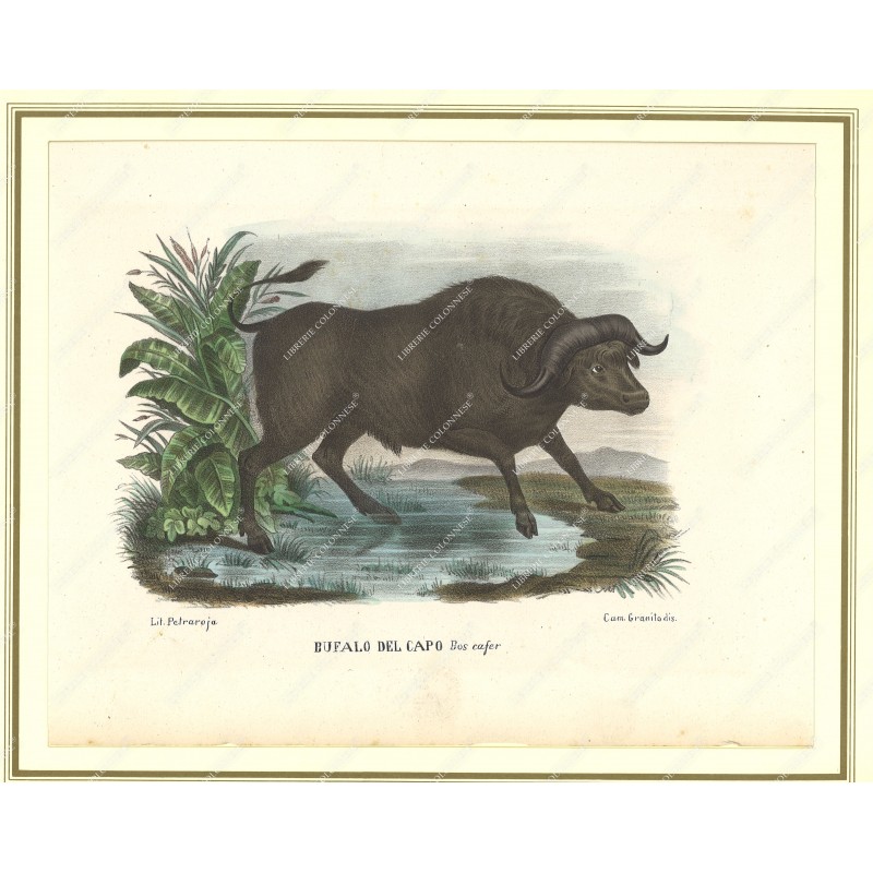 bufalo-del-capo--litografia-originale-depoca