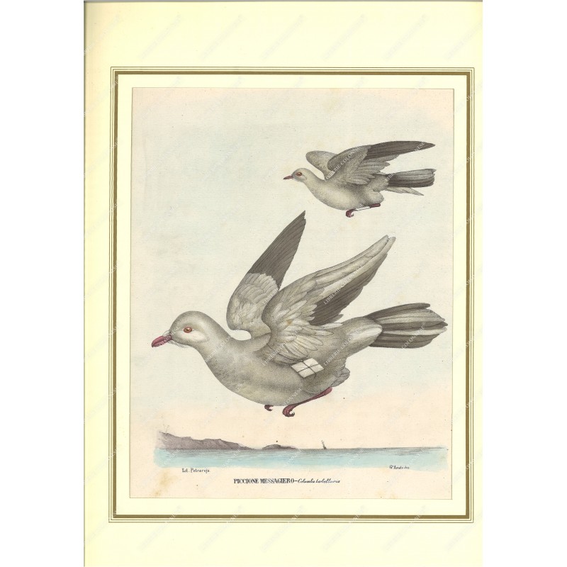 piccione-messagiero--litografia-originale-depoca