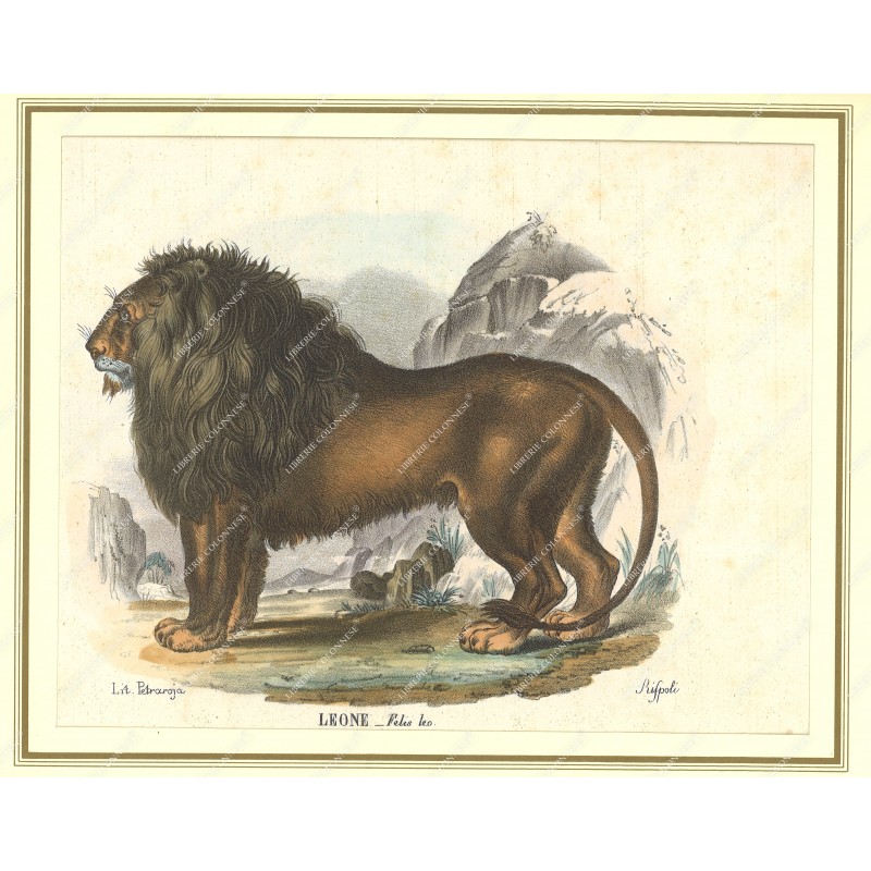 leone--litografia-originale-depoca