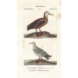 albatrosse-e-gabbiani--litografia-con-coloritura-a-mano-coeva-xix-sec