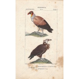 avvoltoi--litografia-con-coloritura-a-mano-coeva-xix-sec