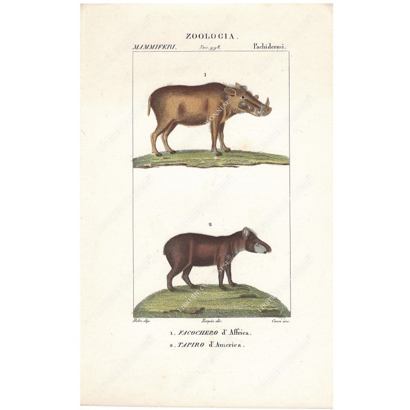 facochero-e-tapiro--litografia-con-coloritura-a-mano-coeva-xix-sec